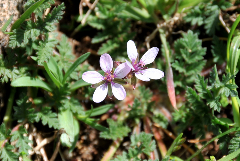 Erodium cicutarium